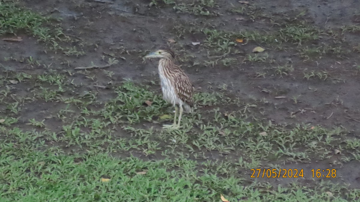 Nankeen Night Heron - Norton Gill