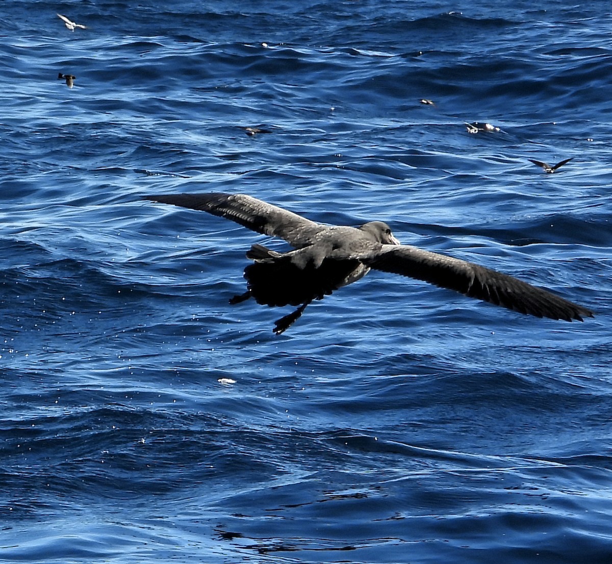 Northern Giant-Petrel - Rodney van den Brink