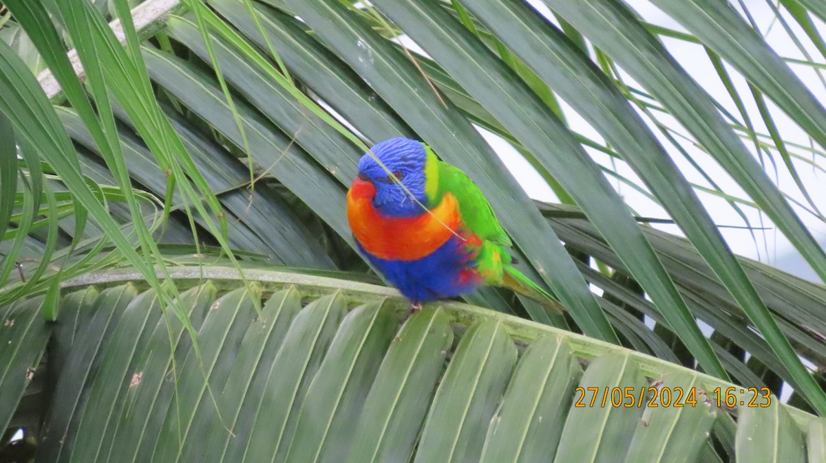 Rainbow Lorikeet - Norton Gill