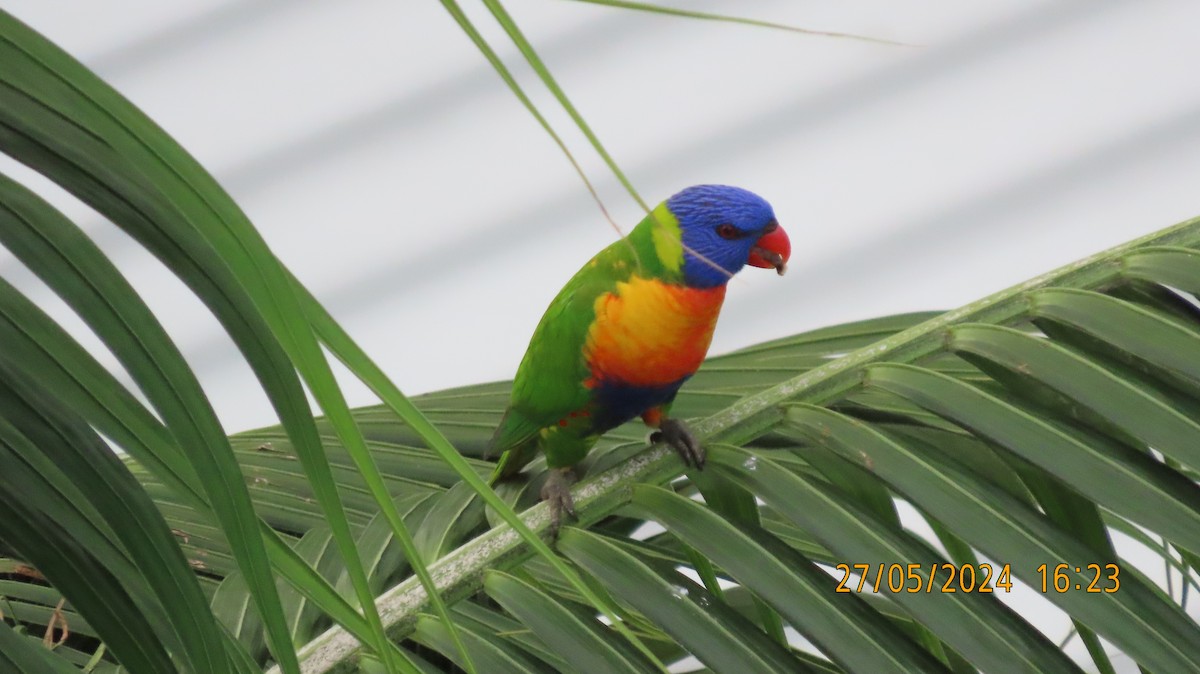 Rainbow Lorikeet - Norton Gill