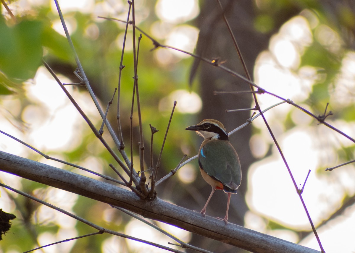 Bengalenpitta - ML619664339