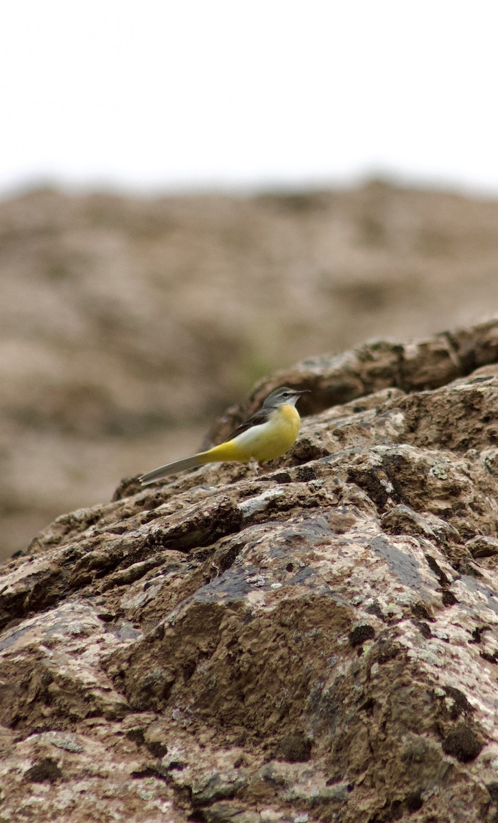 Gray Wagtail - mani arvin