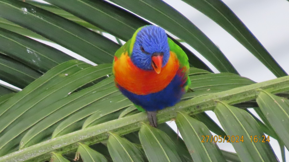 Rainbow Lorikeet - Norton Gill