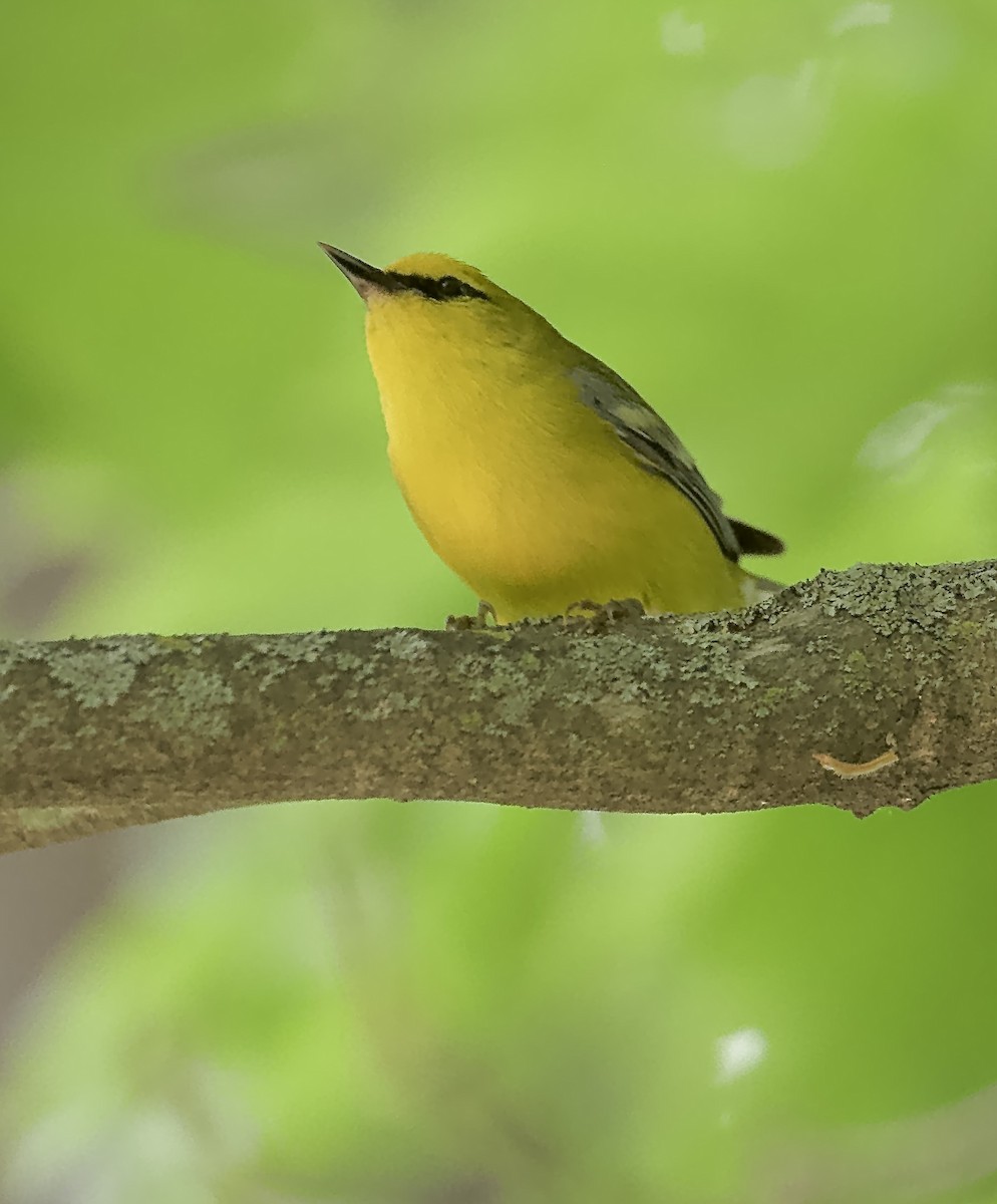 Blue-winged Warbler - LotusWinnie Lee