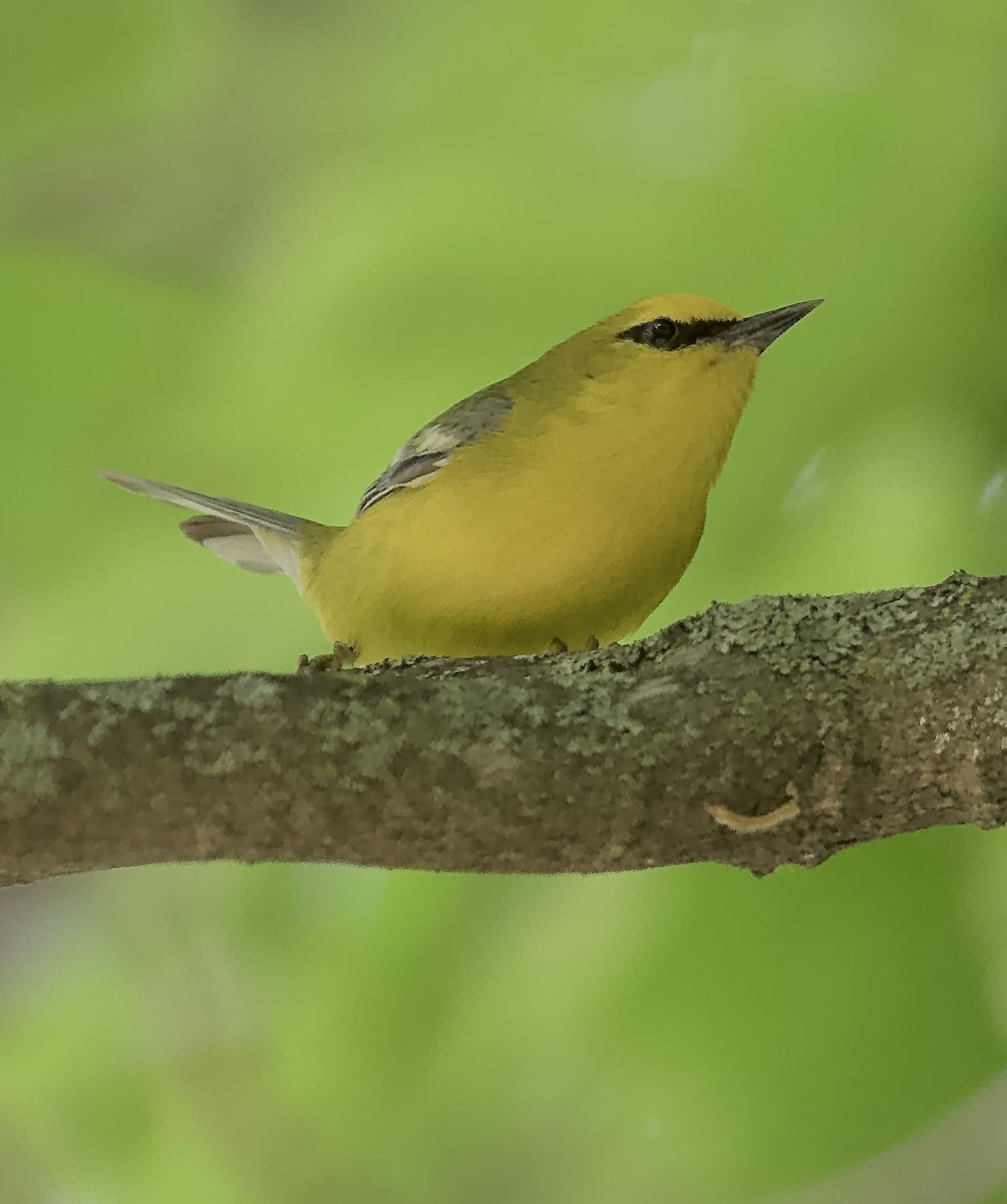 Blue-winged Warbler - LotusWinnie Lee