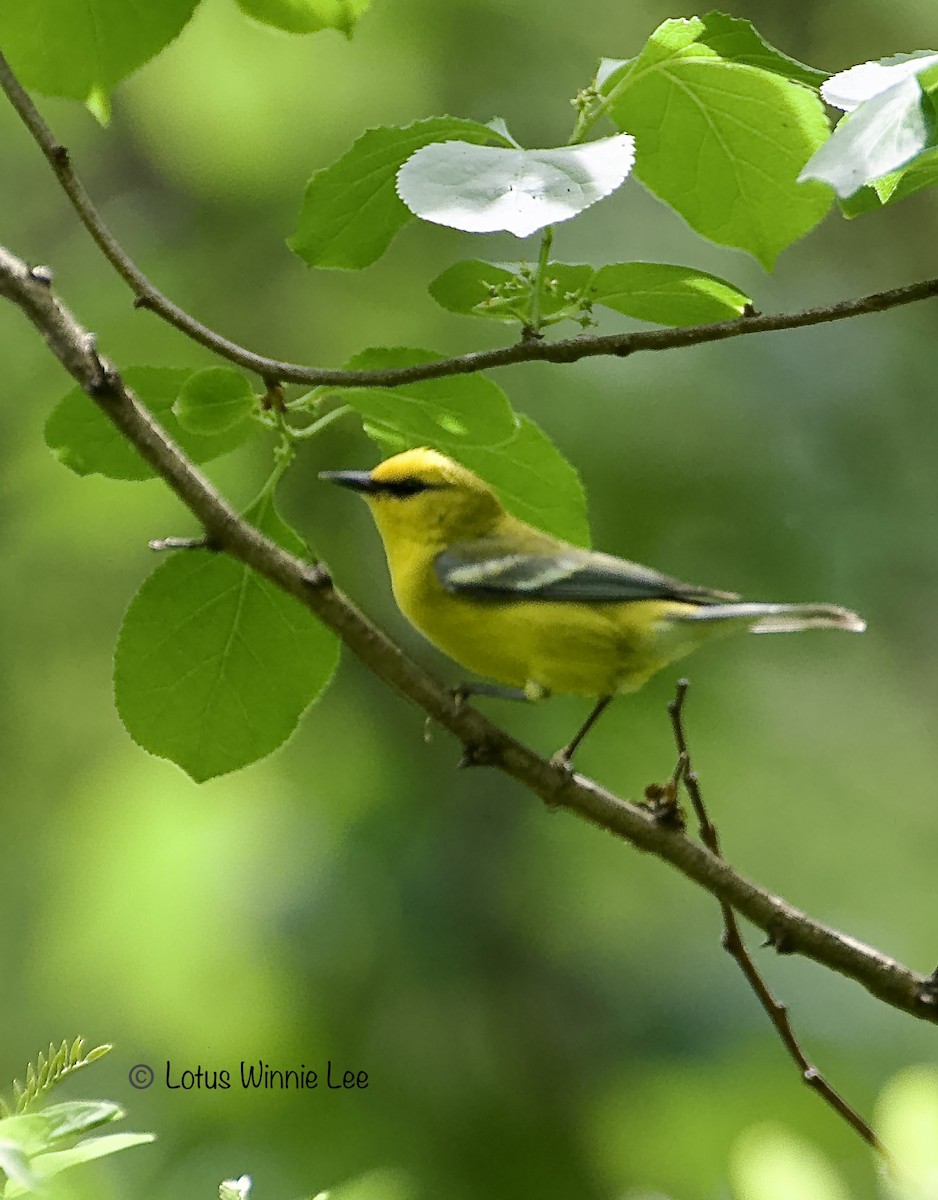 Blue-winged Warbler - LotusWinnie Lee