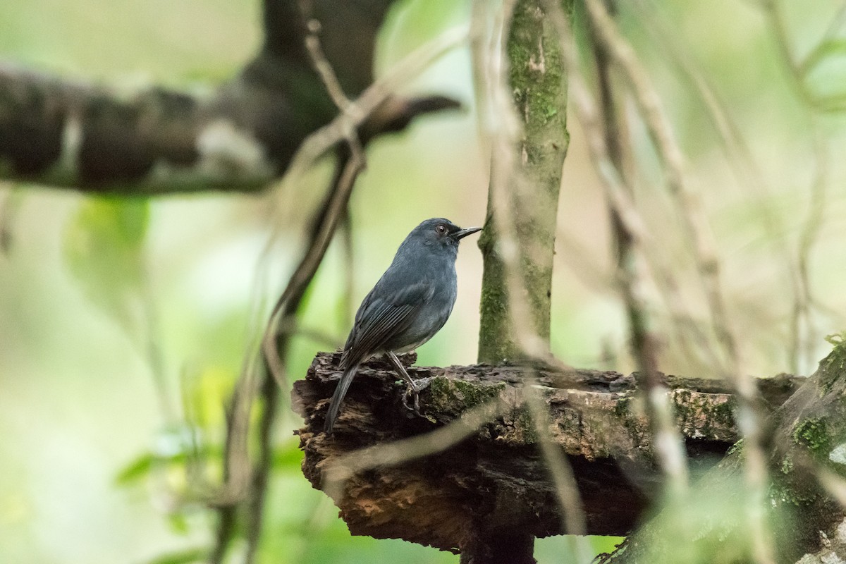 White-bellied Sholakili - ML619664352