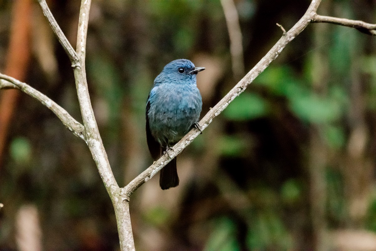 Nilgiri Flycatcher - Saravana Manian