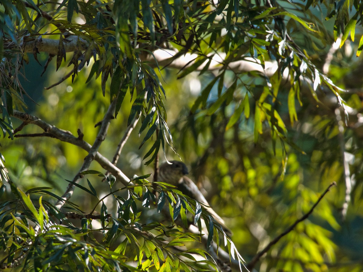 Shining Bronze-Cuckoo (Golden) - Helen Leonard