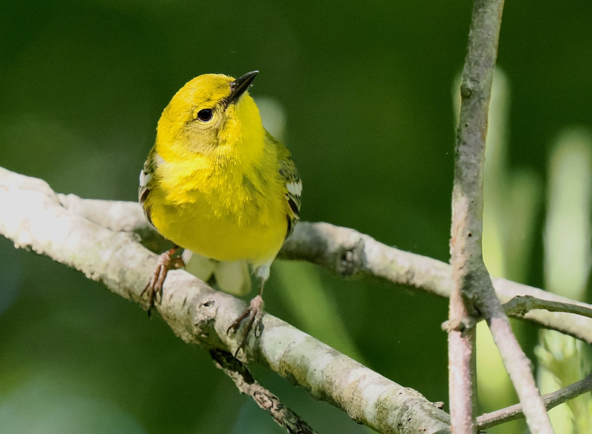 Pine Warbler - Ken Winkler