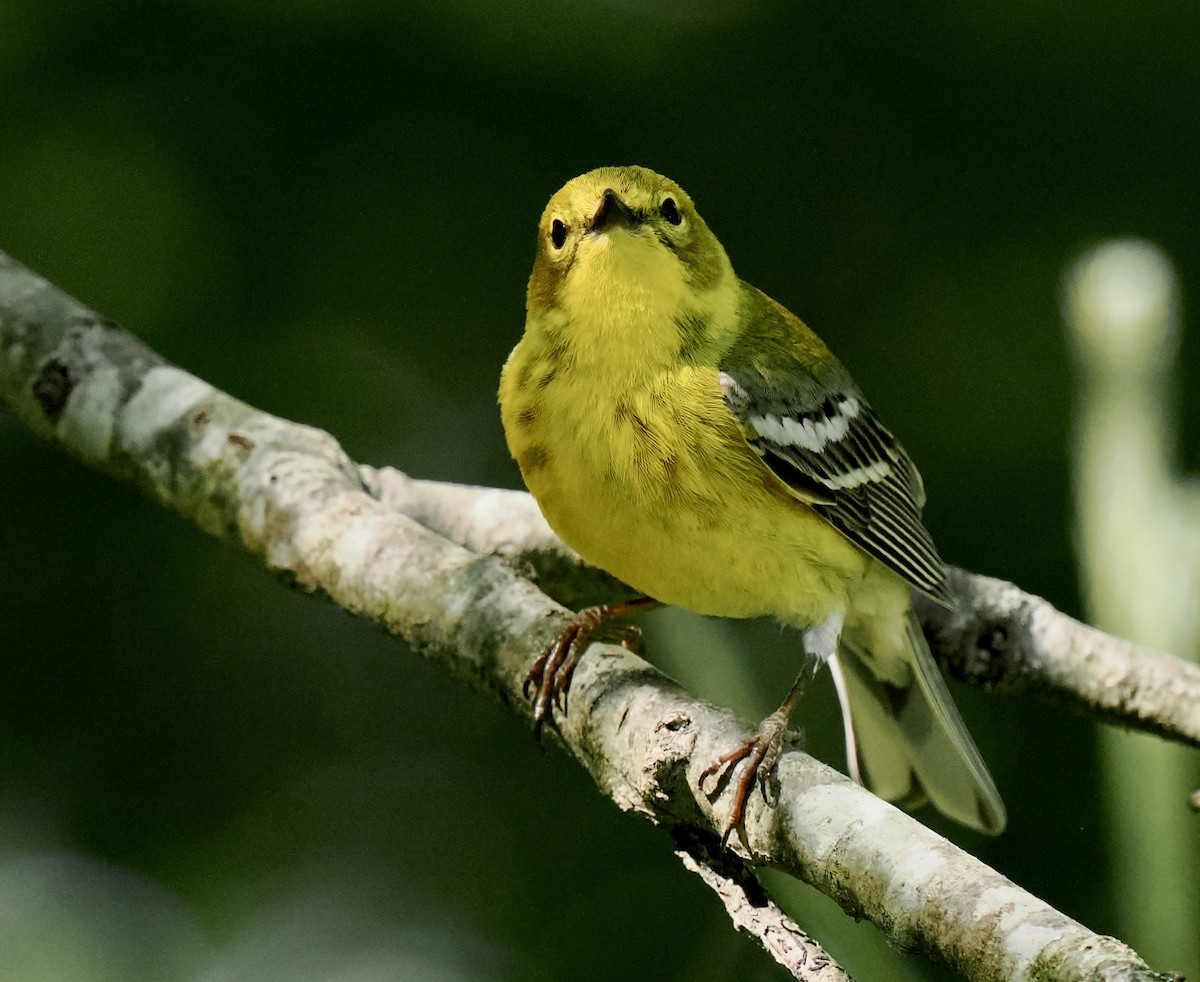 Pine Warbler - Ken Winkler