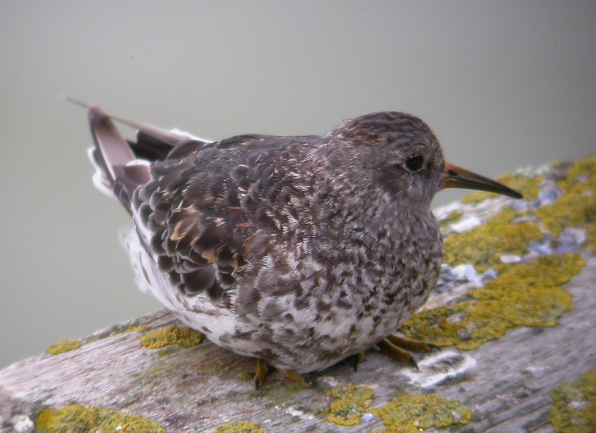 Purple Sandpiper - ML619664377