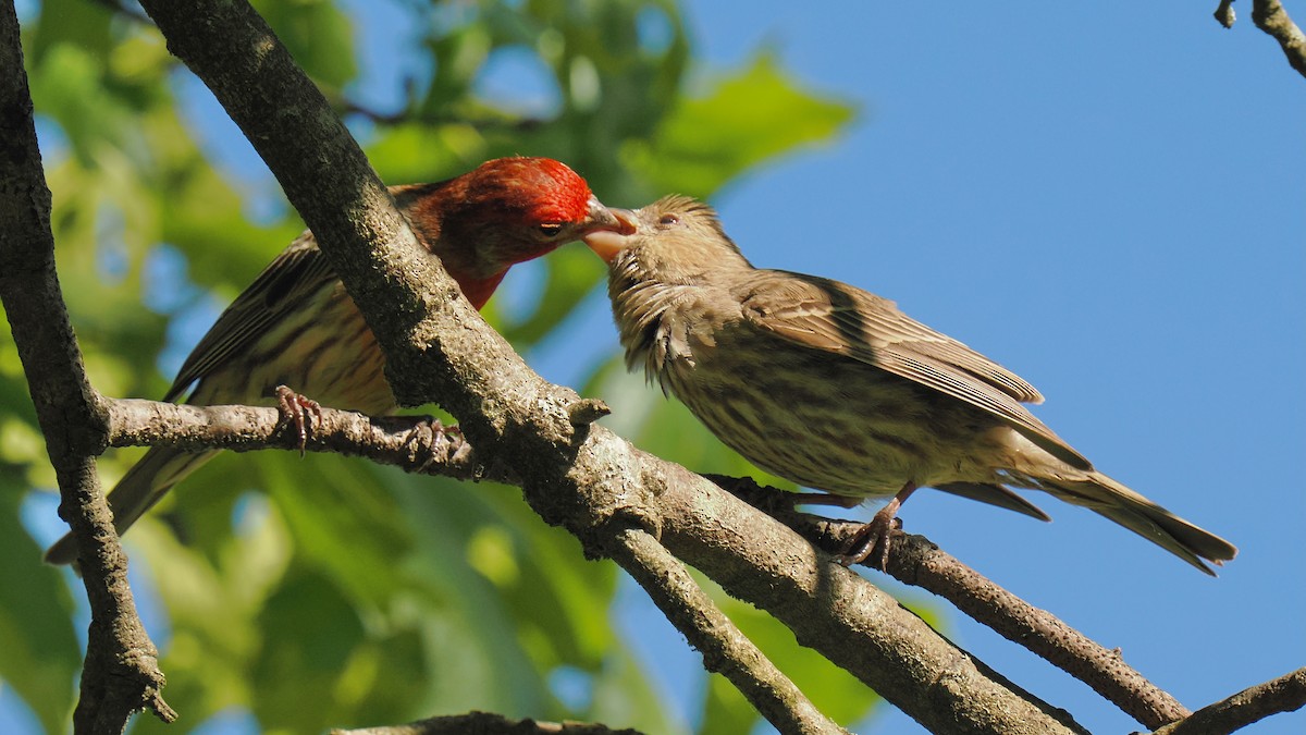 House Finch - Ken Winkler