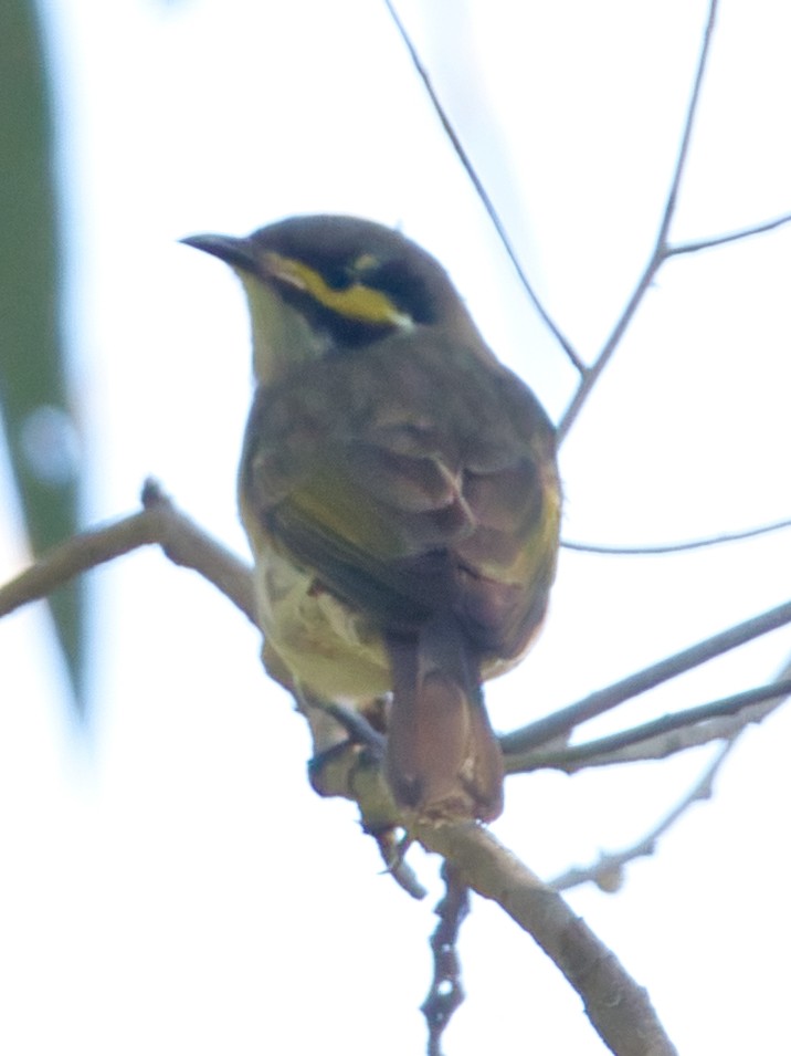 Yellow-faced Honeyeater - Helen Leonard