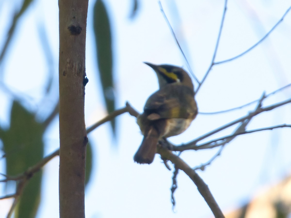 Yellow-faced Honeyeater - Helen Leonard