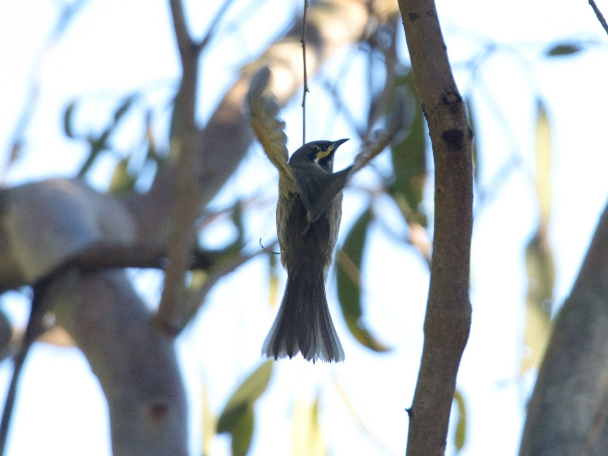 Yellow-faced Honeyeater - Helen Leonard