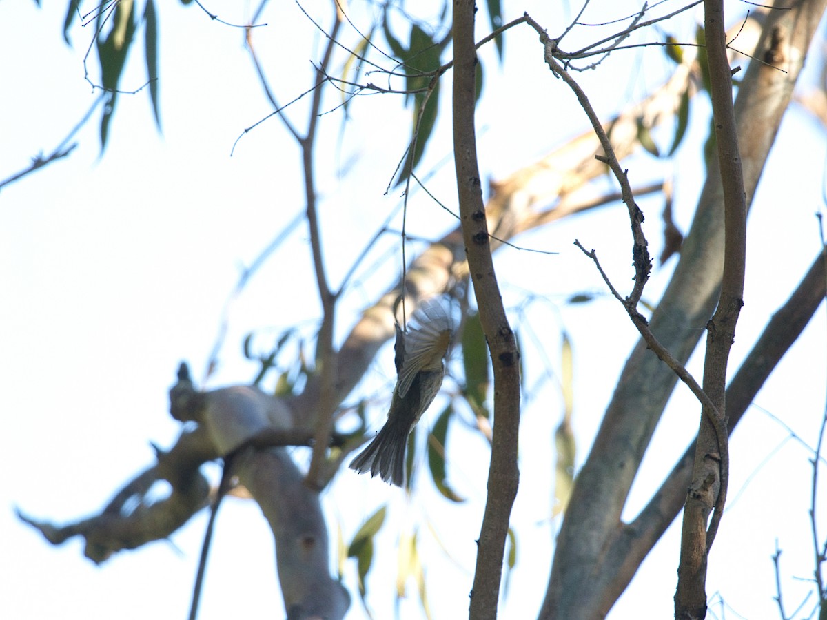 Yellow-faced Honeyeater - Helen Leonard