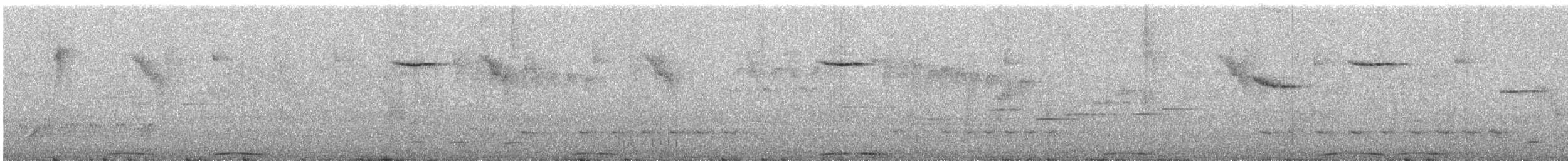 Phasianelle onchall - ML619664400