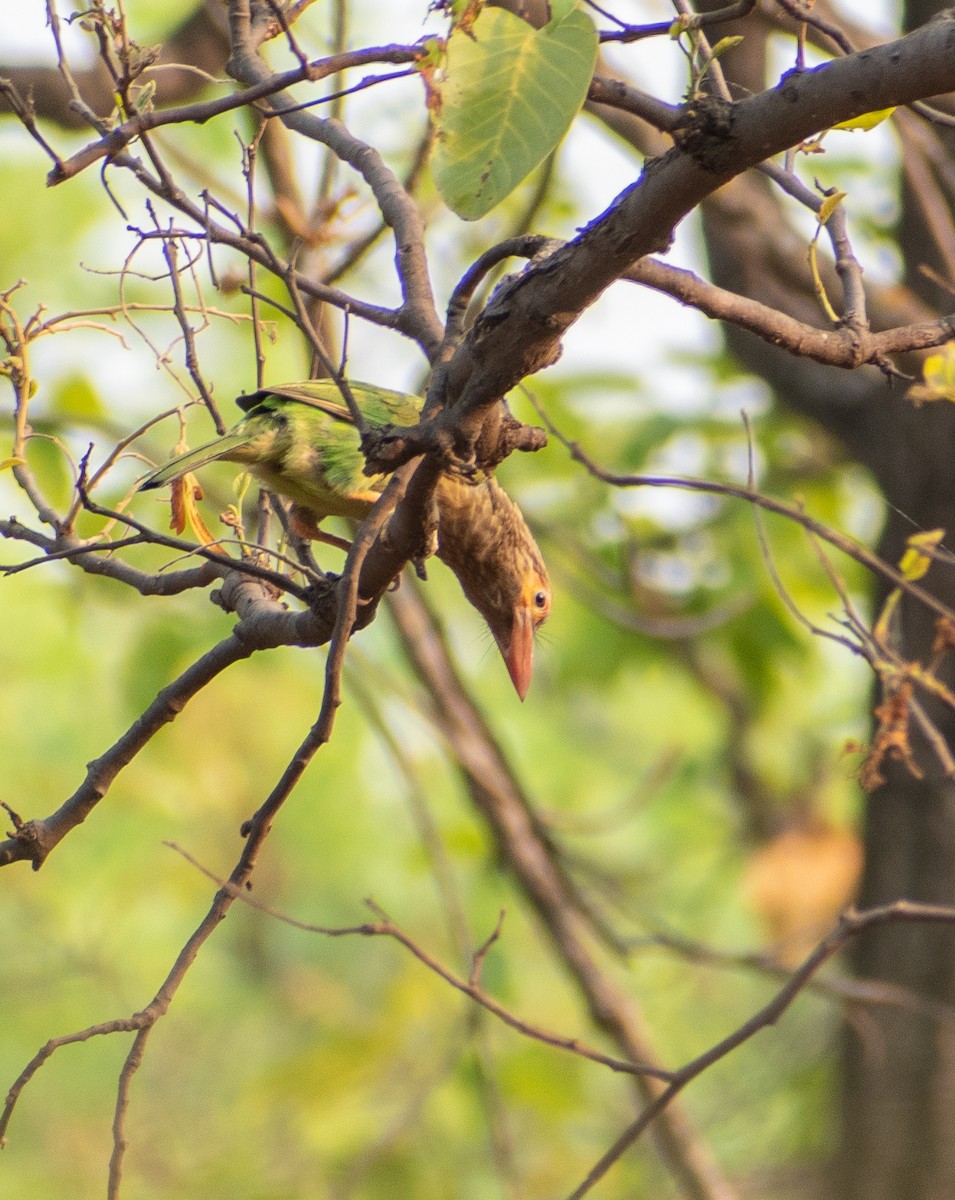 Brown-headed Barbet - ML619664404