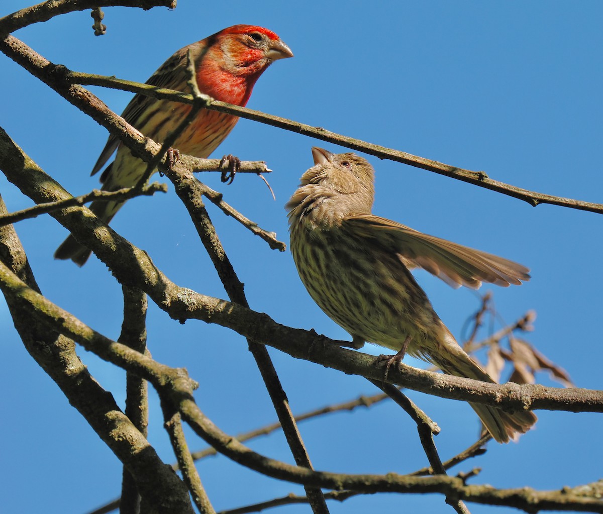 House Finch - Ken Winkler