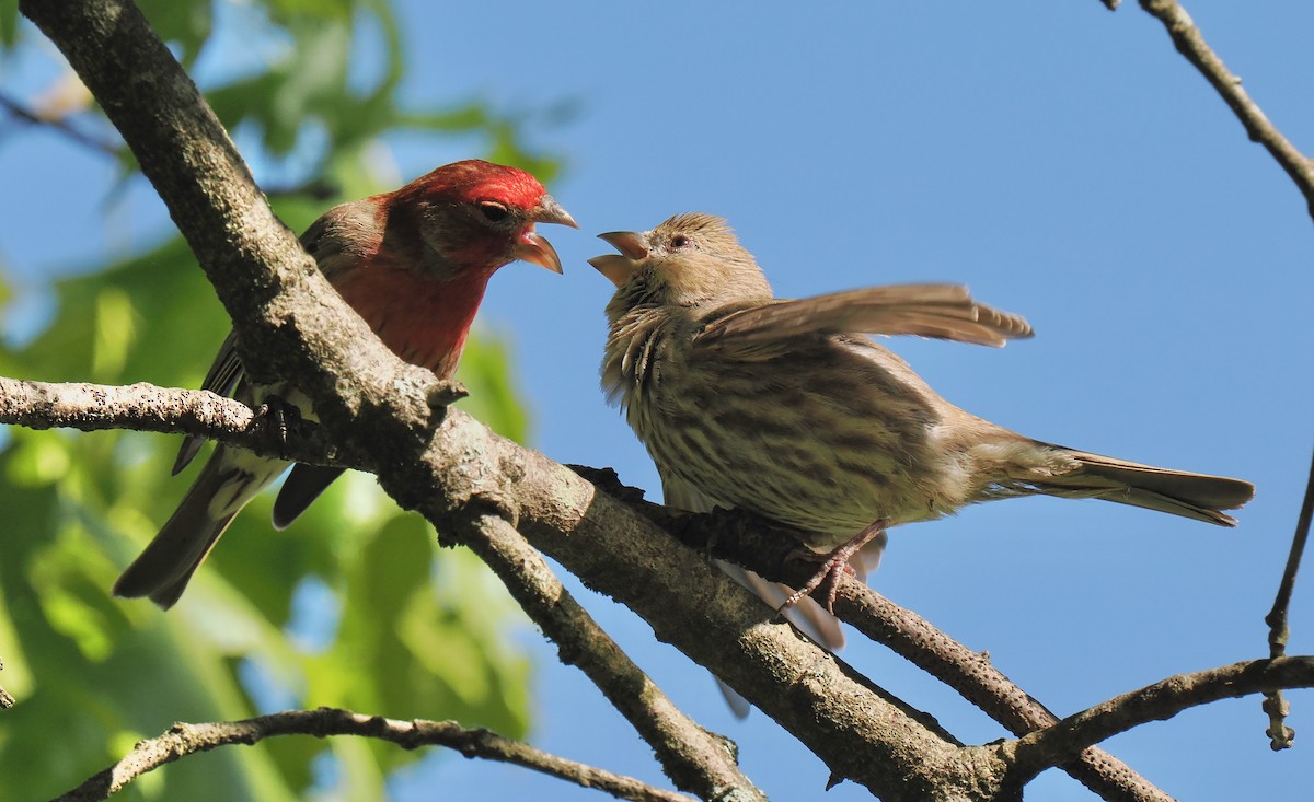 House Finch - Ken Winkler