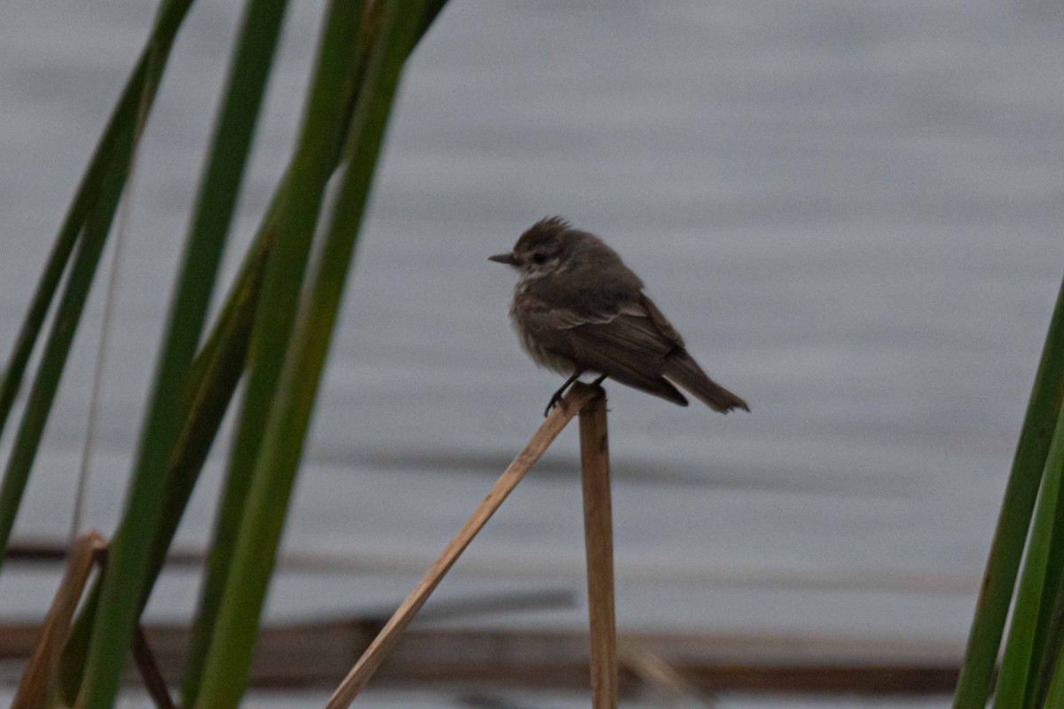 Sooty Tyrannulet - Rodolfo Domnanovich