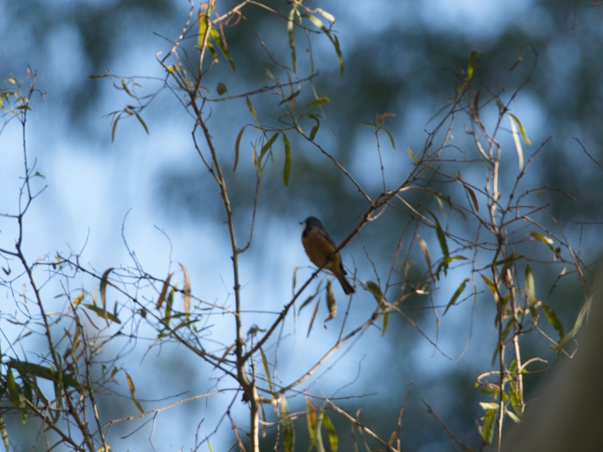 Rufous Whistler - Helen Leonard