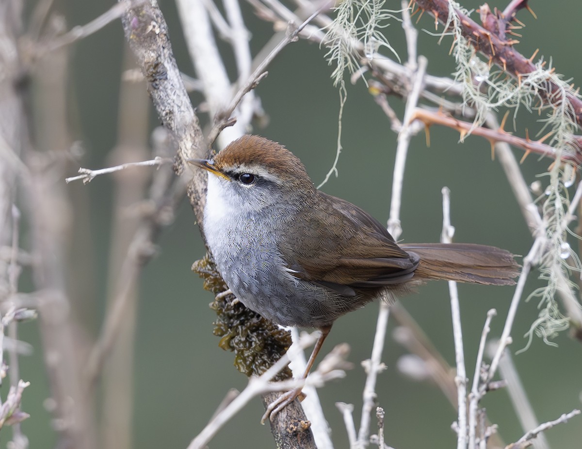 Gray-sided Bush Warbler - ML619664431