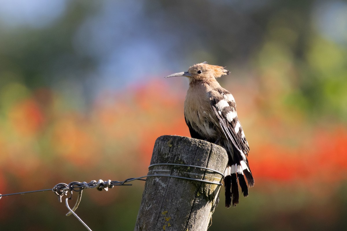 Eurasian Hoopoe - Carsten Sekula