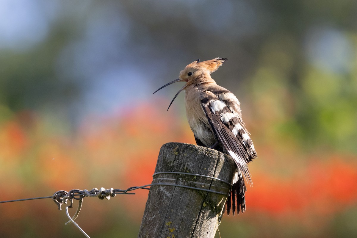 Eurasian Hoopoe - Carsten Sekula