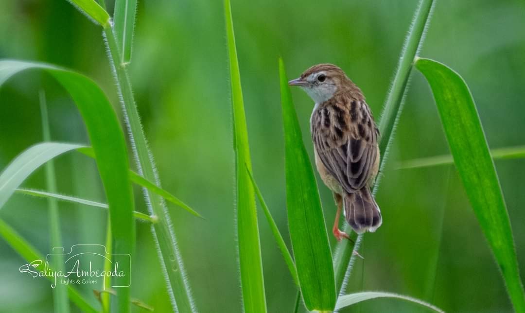 Zitting Cisticola - Saliya Ambegoda