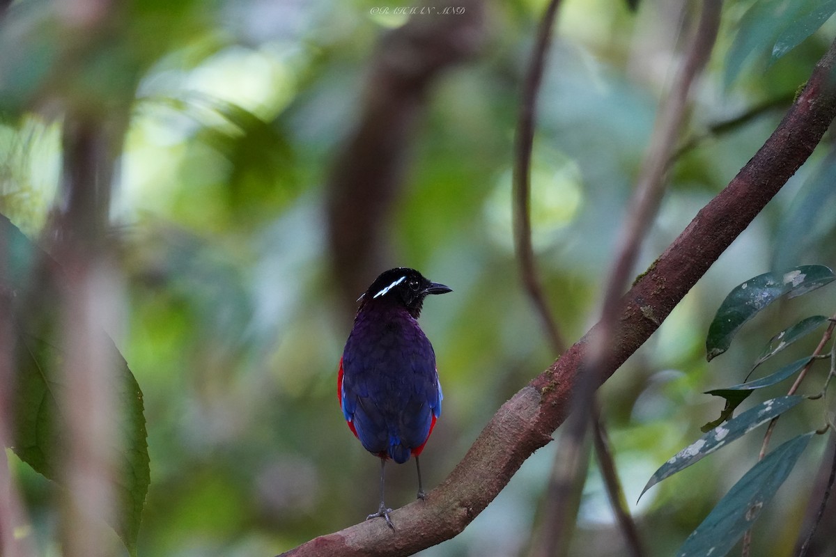 Black-crowned Pitta - Rahman Mandu