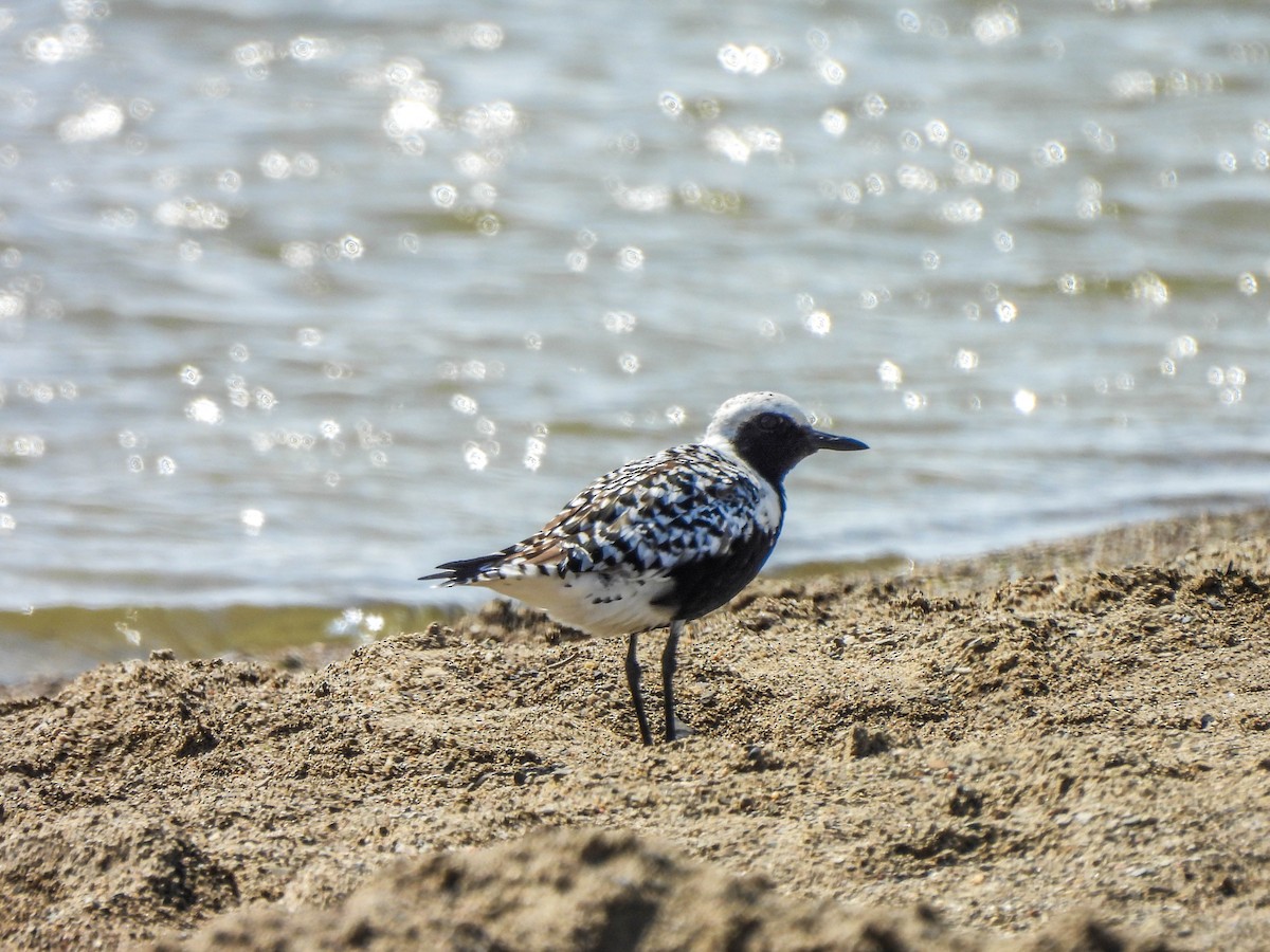 Black-bellied Plover - Susan Brauning