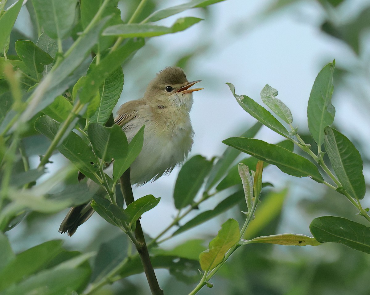 Common Reed Warbler - Albert Noorlander