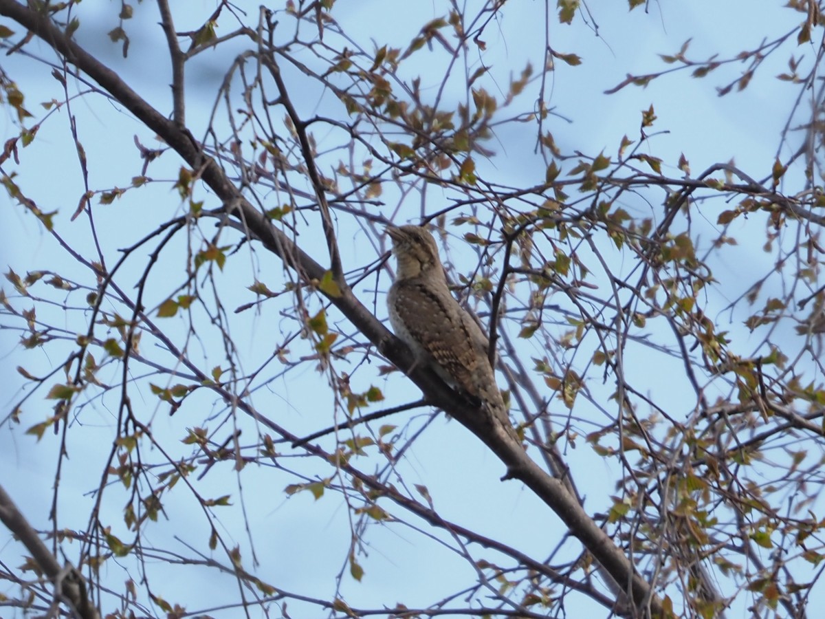 Eurasian Wryneck - Richard Kaskan