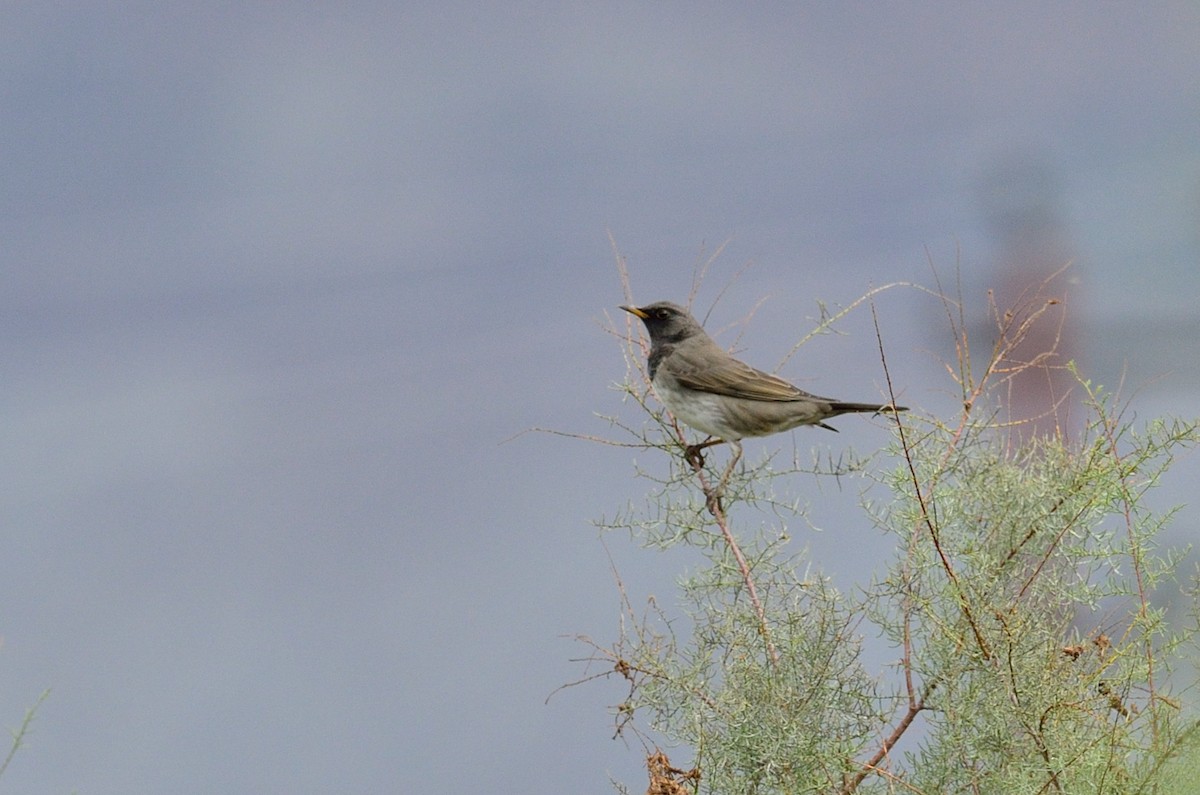 Schwarzkehldrossel - ML619664469