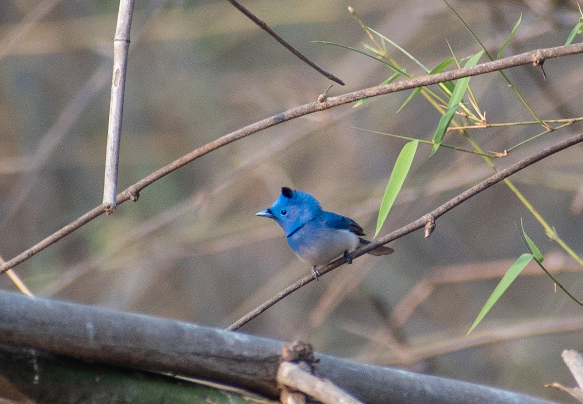 Black-naped Monarch - Atharva Gijare