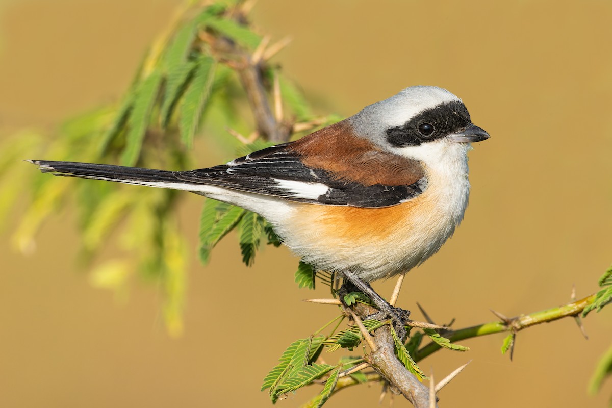 Bay-backed Shrike - ML619664474