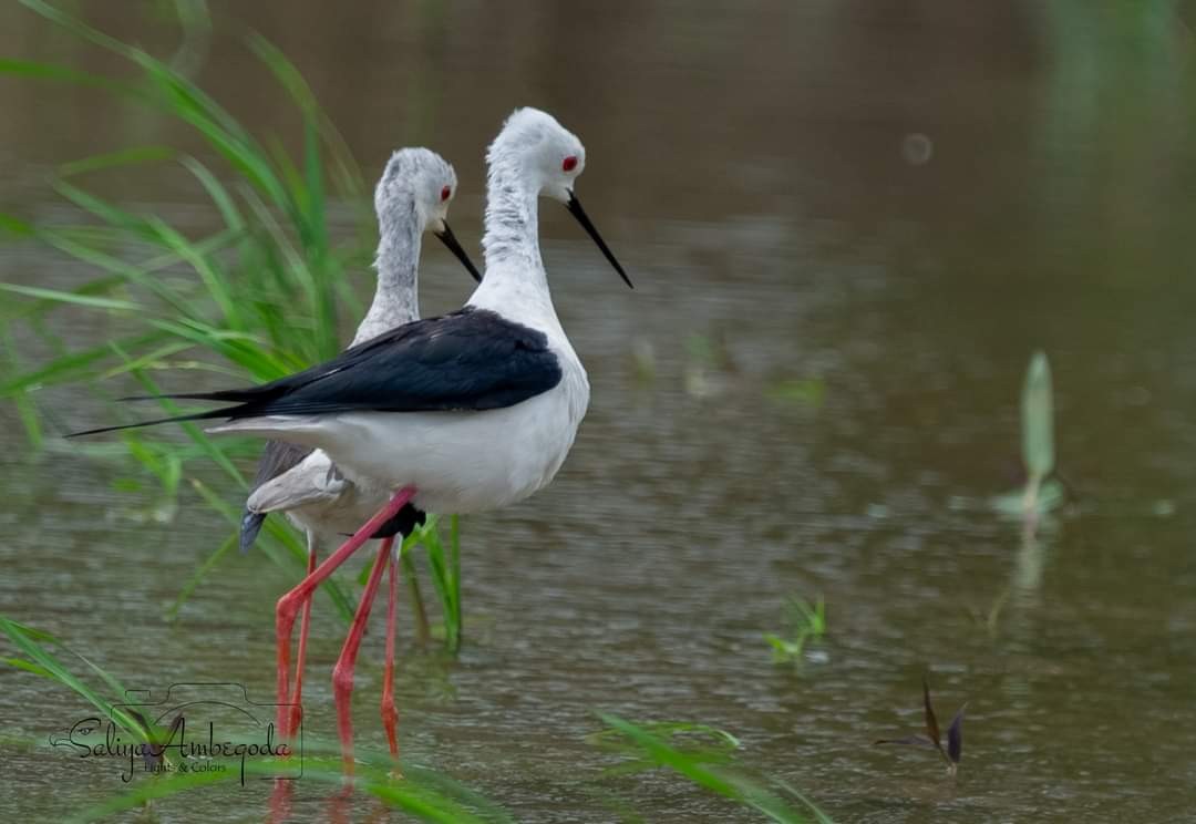 Black-winged Stilt - ML619664479