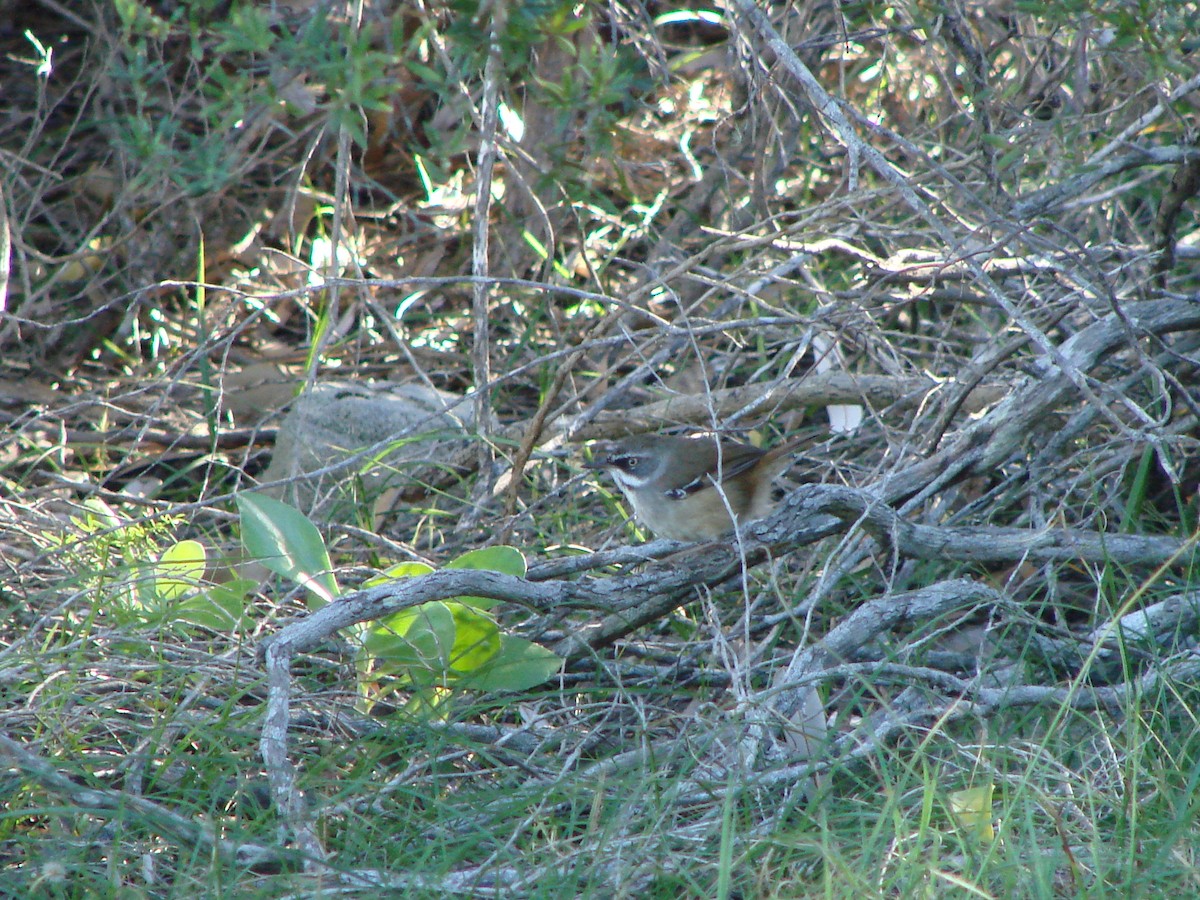 White-browed Scrubwren - Andrew Bishop