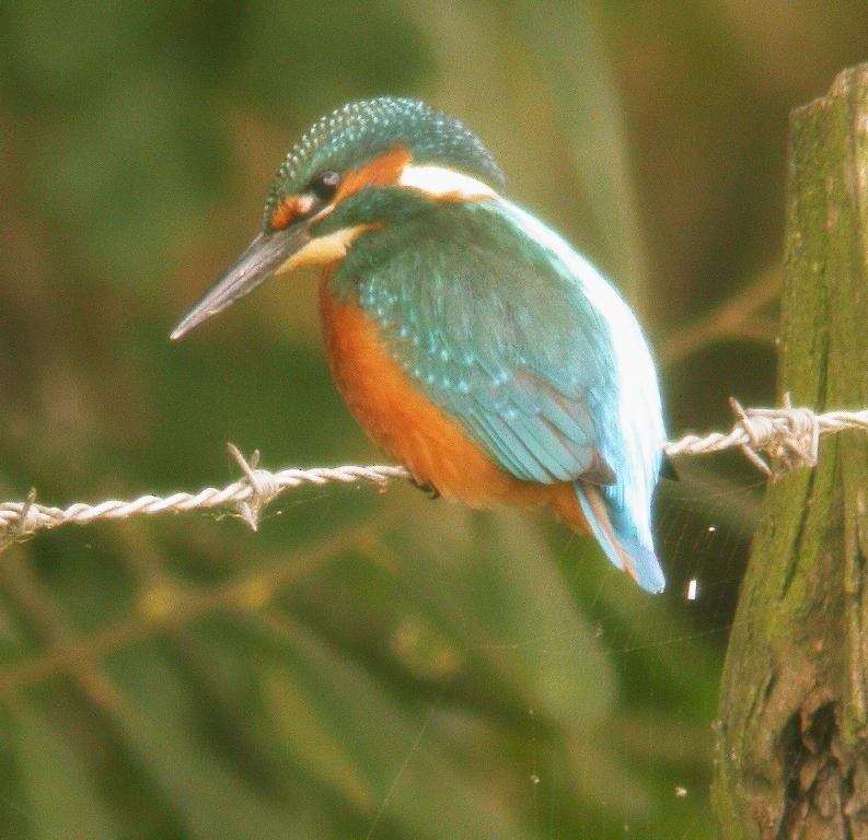 Common Kingfisher - ML619664486