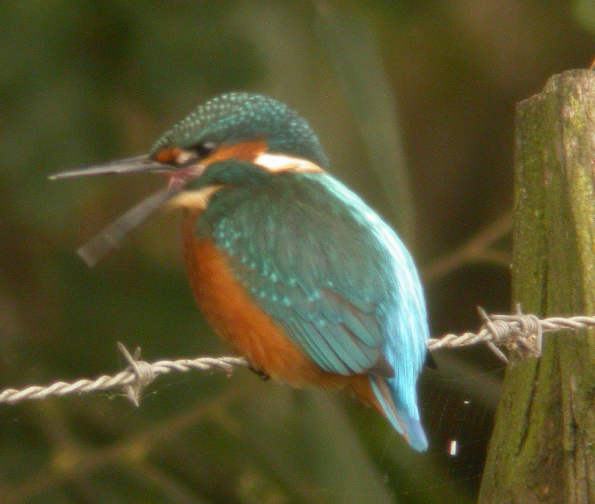 Common Kingfisher - ML619664487