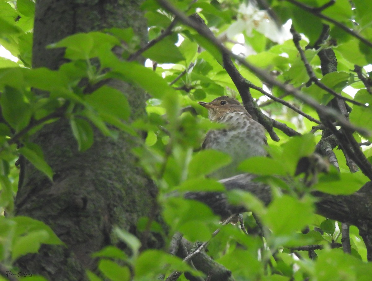 Swainson's Thrush - ML619664488