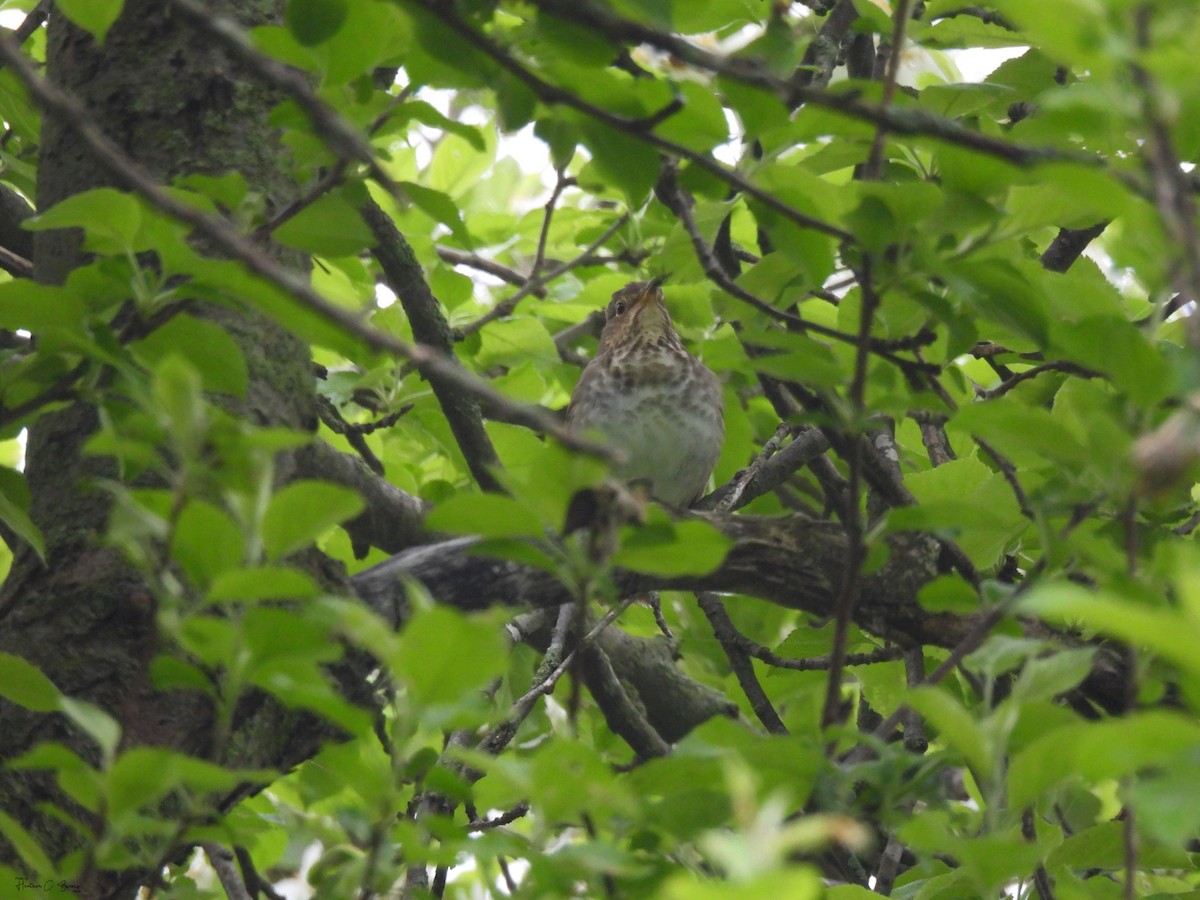 Swainson's Thrush - ML619664491