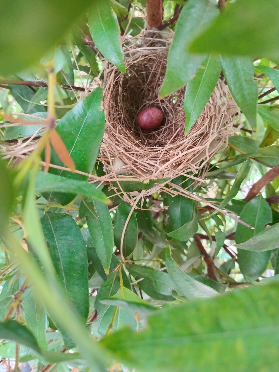 Yellow-vented Bulbul - ML619664495