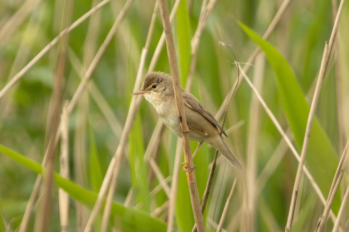 Marsh Warbler - Letty Roedolf Groenenboom