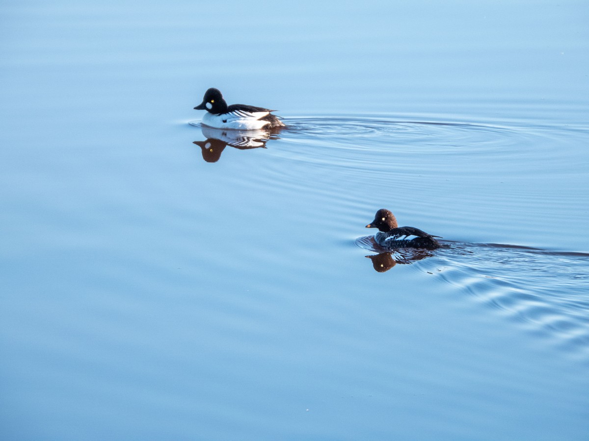 Common Goldeneye - Jan-Rune Ericson