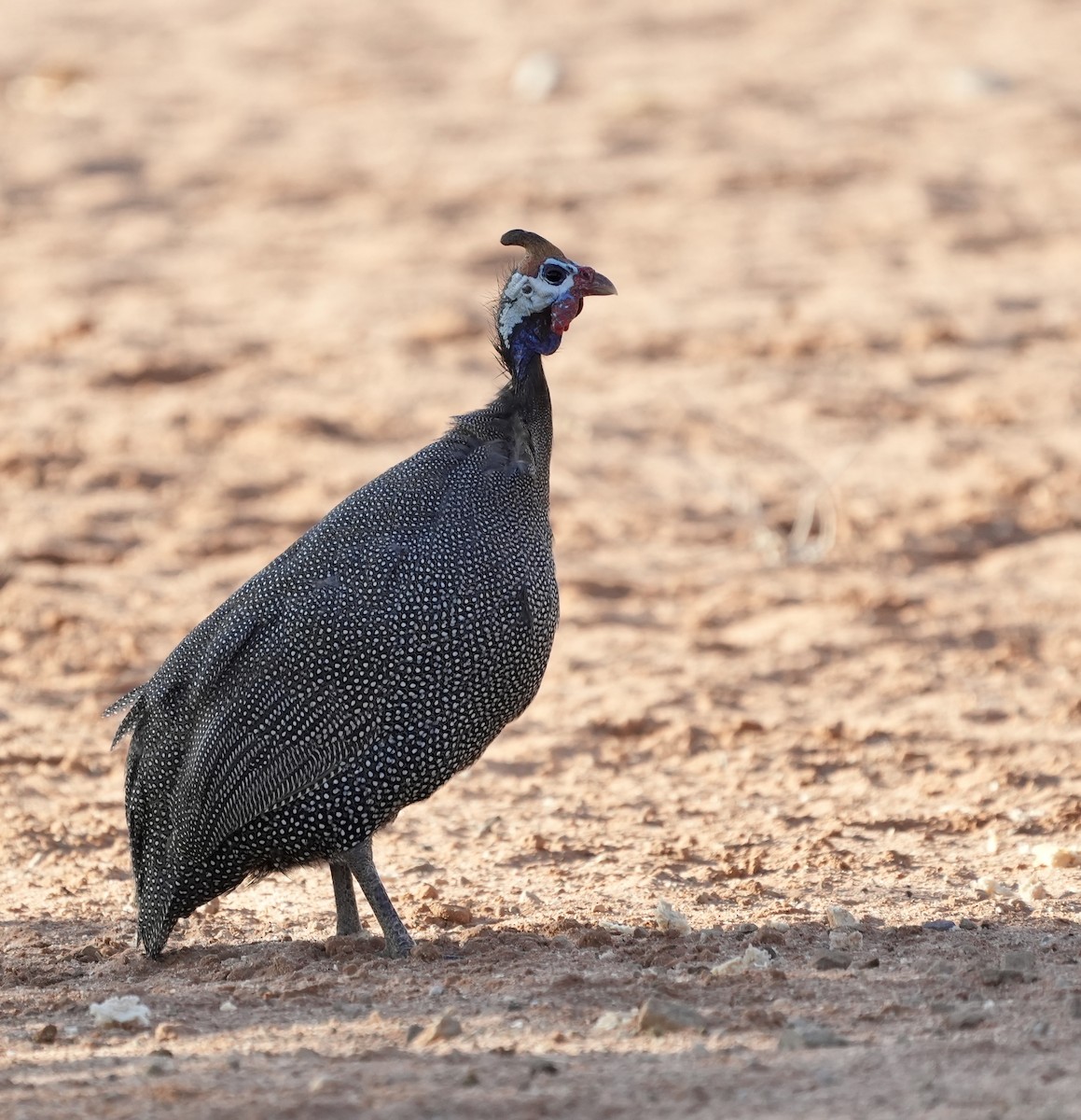 Helmeted Guineafowl - ML619664505