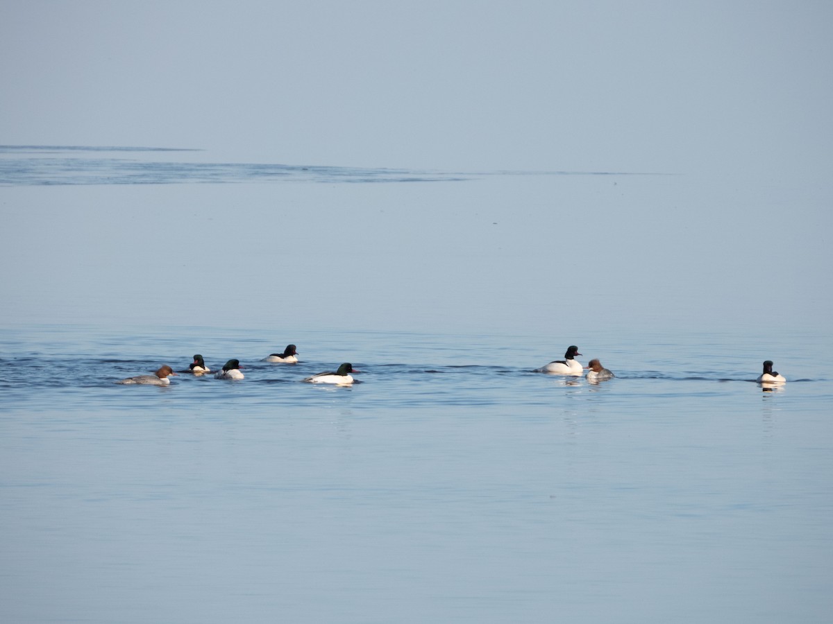 Common Merganser - Jan-Rune Ericson