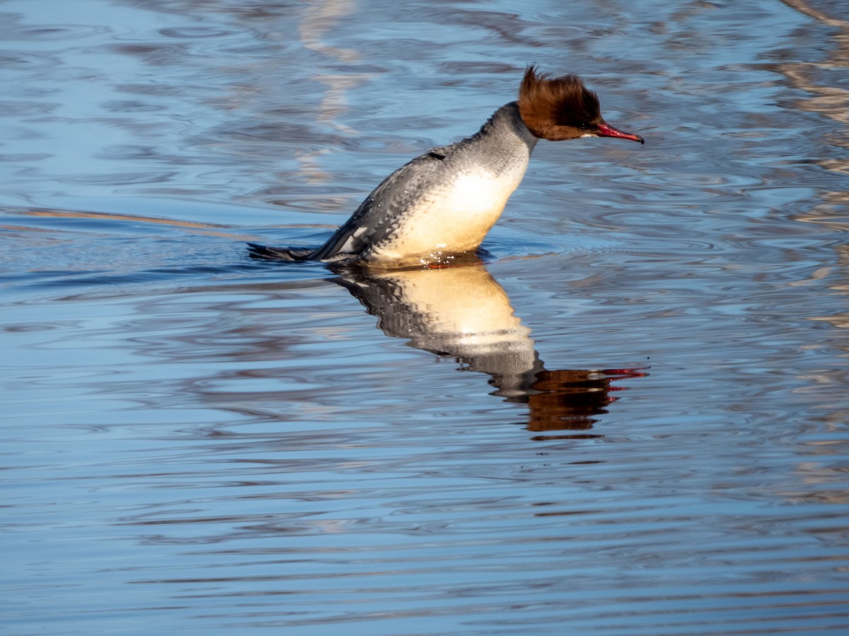 Common Merganser - Jan-Rune Ericson